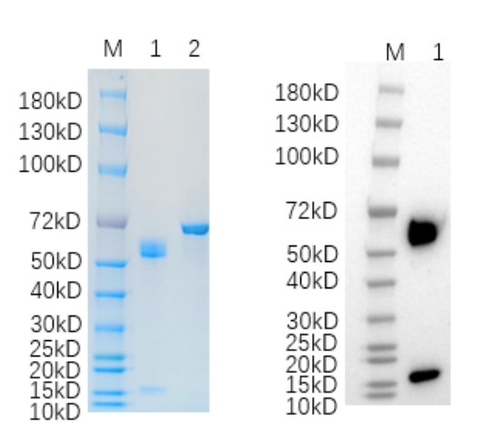 Reducing 4%-20% SDS-PAGE (CBB stained) and WB (Anti-His Mouse Monoclonal antibody) analysis profiles of purified BMP10.
1. BMP10: 1 μg
2. BSA: 1 μg